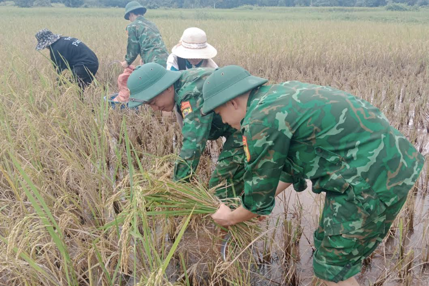 Quảng Trị: Bộ đội Biên phòng giúp dân thu hoạch lúa, ứng phó mưa lũ