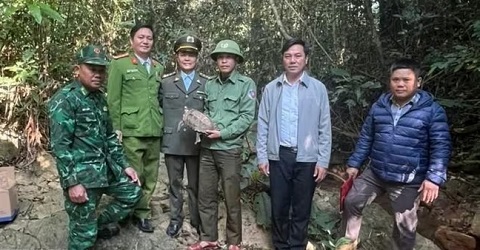 Quảng Trị: Thả cá thể rùa núi viền quý hiếm về môi trường tự nhiên