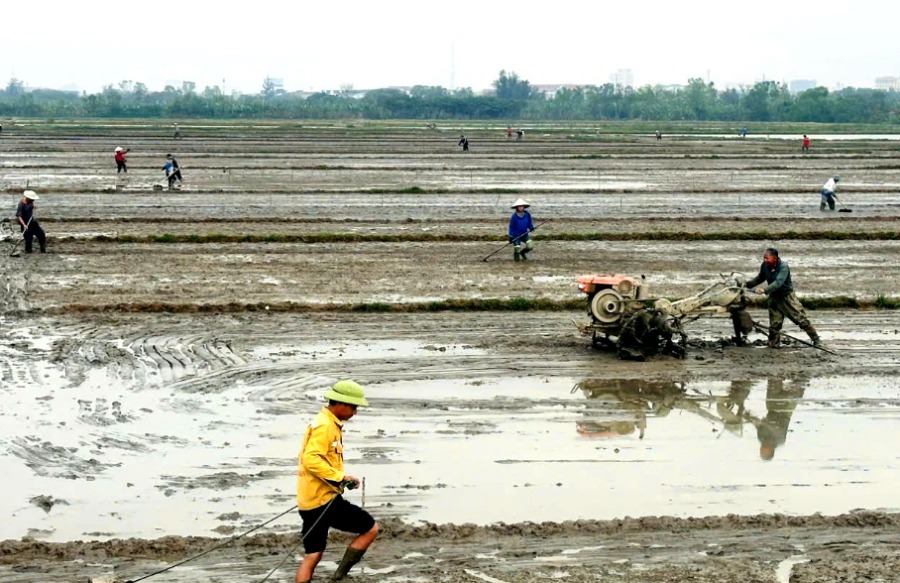 Quảng Trị: Tái cơ cấu nông nghiệp gắn với mở rộng cây trồng giảm phát thải