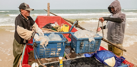 Niềm vui của ngư dân Quảng Trị trúng đậm sứa, ruốc