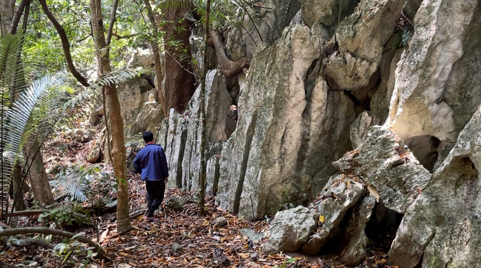 Cận cảnh bức tường đá bí ẩn giữa rừng nguyên sinh Quảng Trị