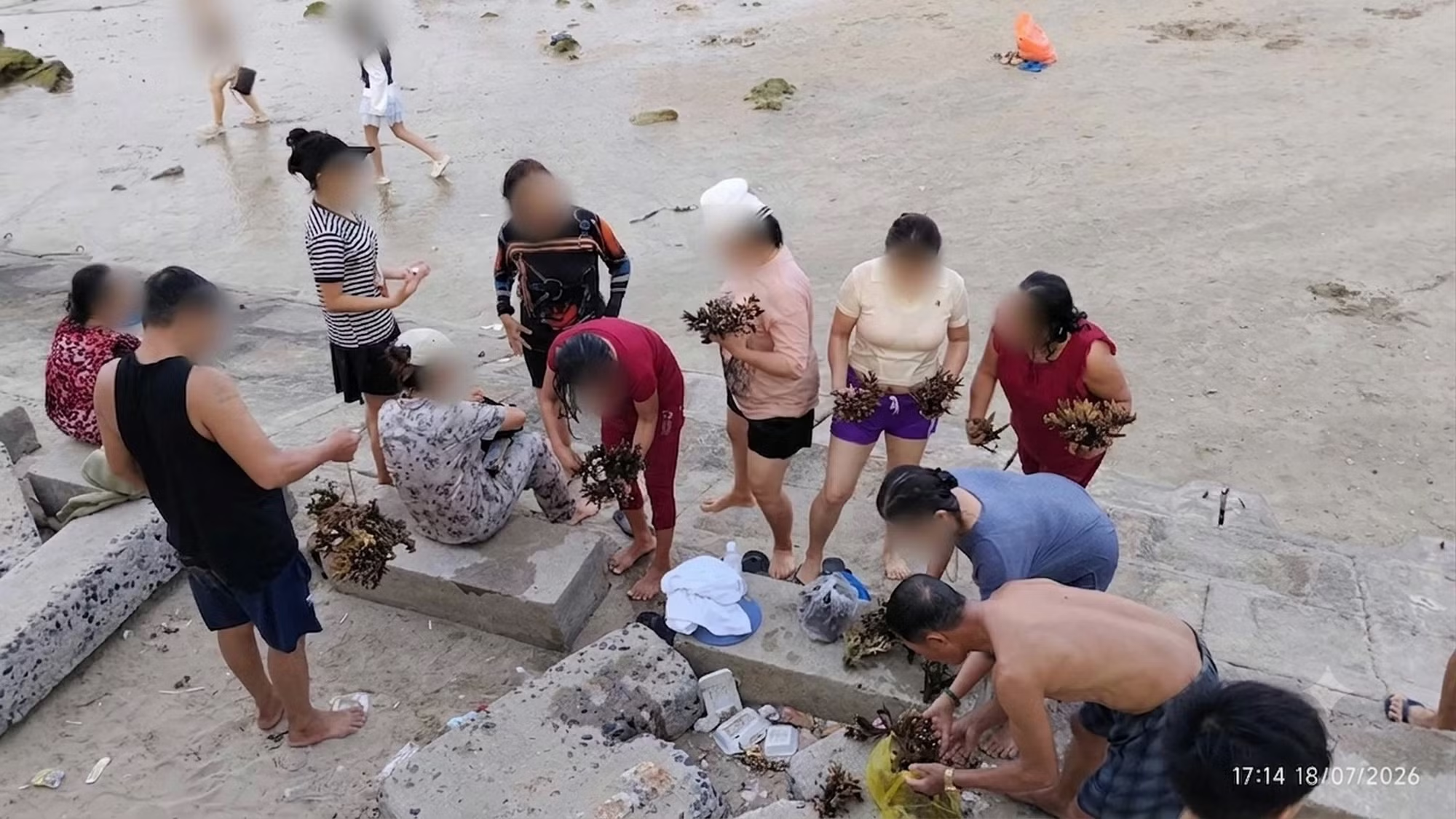Truy tìm nhóm du khách bẻ san hô khi tắm biển Hòn Chồng - Nha Trang