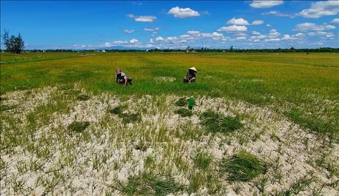 Quảng Trị khẩn trương chống hạn, cứu lúa Hè Thu