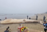 Xác cá voi gần 10 tấn trôi dạt vào bờ biển