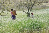 Cuối năm là mùa hoa cải nở trắng xóa cả một vùng Mộc Châu, Sơn La