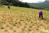 Điều tra việc cung ứng hơn 20 tấn lạc giống nghi kém chất lượng cho nông dân Quảng Bình