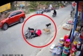 Clip: Số nhọ phanh xe gấp tránh chó, bị ngã lại bị chó tấn công