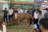 Con bò 'độc nhất vô nhị' ở Thanh Hóa, được trả gần 6 tỷ đồng nhưng chủ nhân không bán