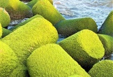 Quảng Ngãi: Đẹp ngỡ ngàng mùa rêu xanh