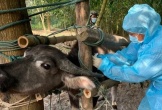 Chú trọng tiêm vaccine phòng bệnh cho đàn vật nuôi