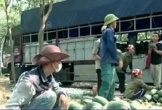 Nông dân Quảng Bình phấn khởi vì dưa hấu được giá