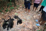 Khỉ rú chết hàng loạt vì nắng nóng gay gắt tại Mexico