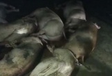 Nghệ An: Xót xa đàn lợn sắp xuất chuồng bị điện giật c.h.ế.t trong đêm