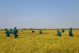 Huyện Lệ Thủy (tỉnh Quảng Bình): Bộ đội, dân quân giúp dân thu hoạch lúa