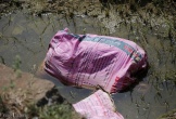 Quảng Bình: Xác lợn c.h.ế.t bị vứt đầy đồng gây ô nhiễm môi trường