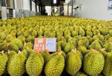 Phó thủ tướng yêu cầu làm rõ trách nhiệm việc để gián đoạn hoạt động kiểm nghiệm sầu riêng xuất khẩu