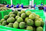 Lần đầu bưởi Việt xuất sang Australia