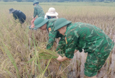 Quảng Trị: Bộ đội Biên phòng giúp dân thu hoạch lúa, ứng phó mưa lũ