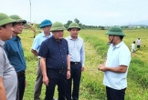 Khẩn trương khắc phục diện tích lúa vụ đông-xuân bị đổ ngã do mưa lớn