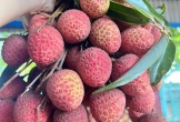 Vải thiều đầu vụ bán 60.000 đồng/kg