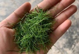 Đừng chỉ ăn quả, lá loại cây này quý như 'nhân sâm người nghèo' ở quê mọc um tùm