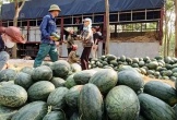Mất mùa, mất giá ở thủ phủ trồng dưa hấu tại Quảng Bình