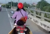 Dân mạng 'phát sốt' với clip cô gái chở con gà trống phía sau yên xe máy