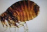 Sẩn ngứa da do nhiễm bọ chét từ chó, mèo
