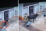 Bò đực bất ngờ nổi điên, tấn công 3 người trong một gia đình