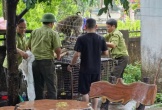 Quảng Trị: Bắt được cá thể khỉ tấn công khiến bé gái 10 tuổi bị thương
