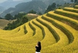 Săn mùa vàng Mù Cang Chải, chọn tour nào đáng tiền?