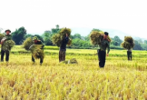 Công an Thanh Hóa xuống đồng giúp dân mùa gặt