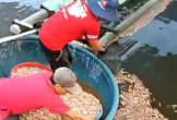 Điều tra vụ hồ tôm của người dân ở Quảng Trị nghi bị đầu độc