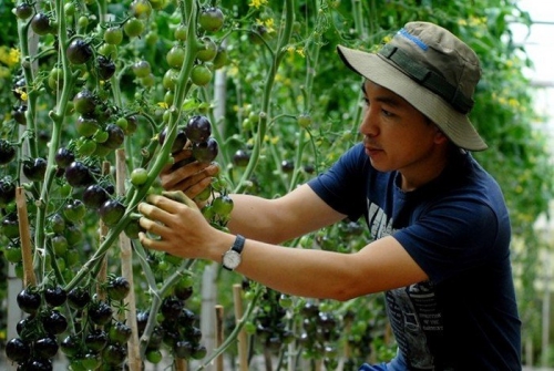 trồng cây lạ